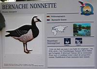 Bernache nonnette, Branta leucopsis (Photo F. Mrugala) (txt)